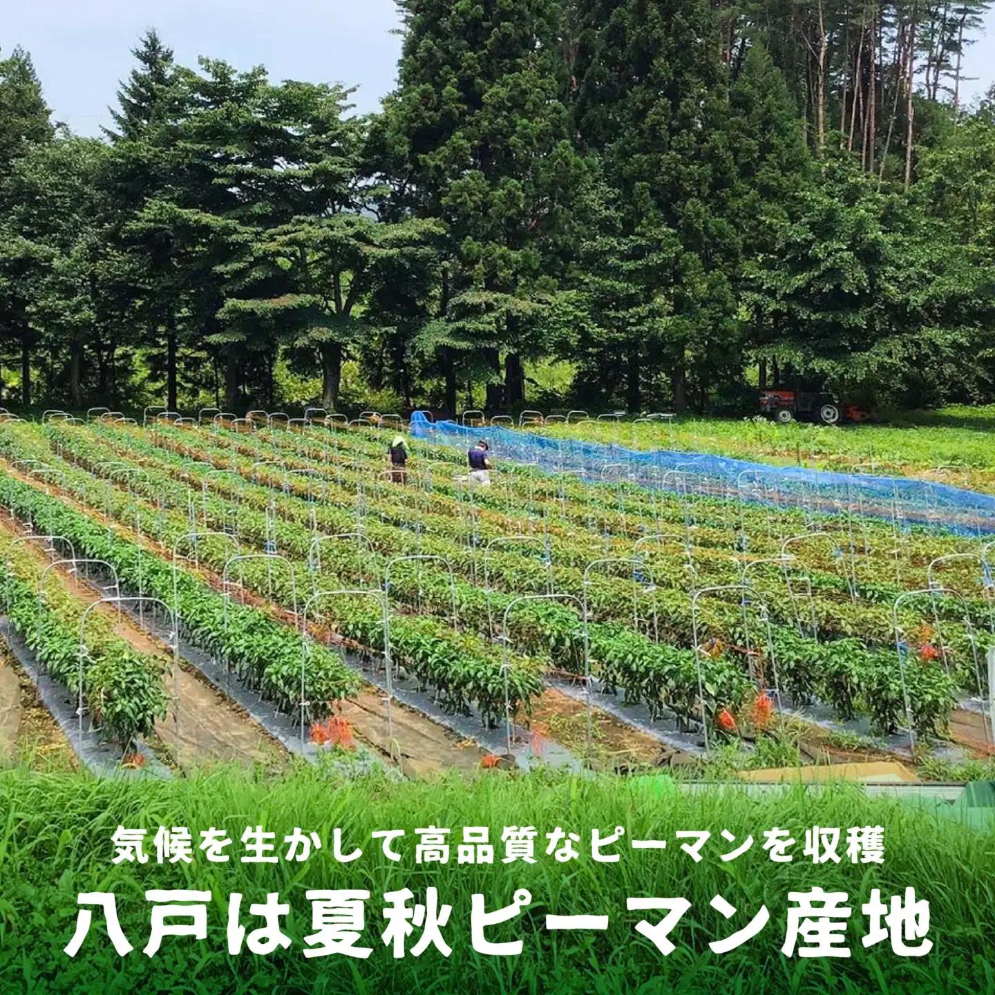 【青森県特別栽培】ピーマン 6kg ピクシー 【8月上旬～10月前半発送】　