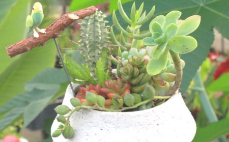 サボテン＆多肉植物の寄せ植え【白ポット】 ／ インテリア 植物 ギフト おしゃれ 彩花園