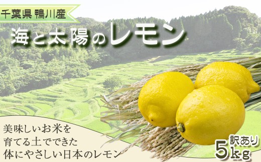 《先行予約》【皮まで食べられる】海と太陽のレモン【訳あり品-良品-】５kg（約40個）[11月発送]　[0011-0058]