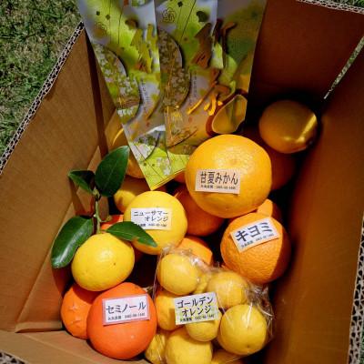 ふるさと納税 真鶴町 新茶とみかん季節の柑橘詰め合わせ5種5kg一箱でいろんな味が楽しめる農家直送みかんBox【先行受付】
