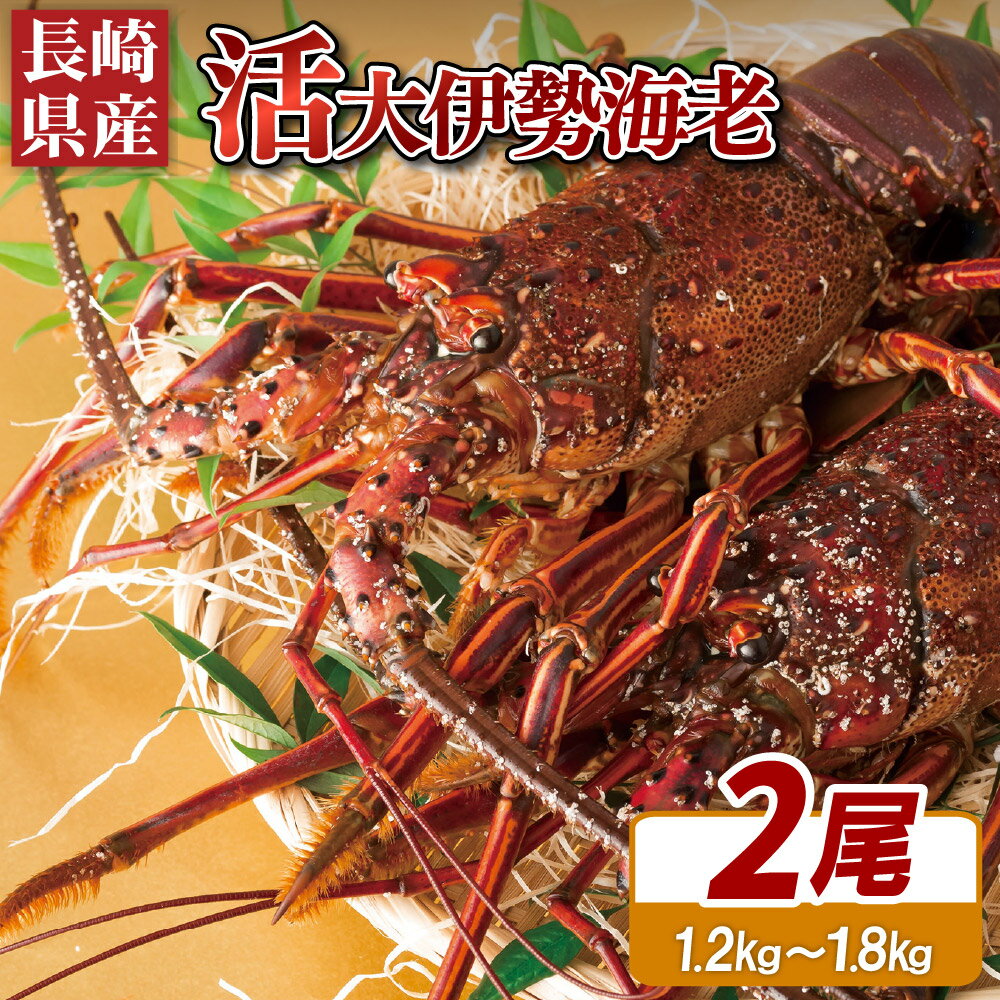 【ふるさと納税】 【 産地直送 】 長崎県産 活き 伊勢海老 2尾 ( 600g ～ 900g × 2 ) 新鮮 イセエビ いせえび 伊勢えび 刺身 ヤマサ水産 長崎県 佐世保市