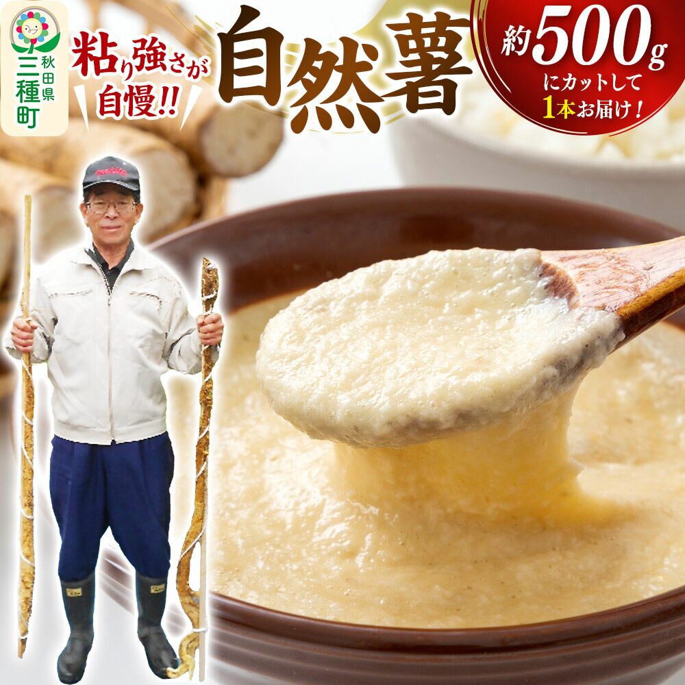 【ふるさと納税】自然薯 約500g （1本） 秋田県三種町産 [山芋 自然薯 とろろ 国産]