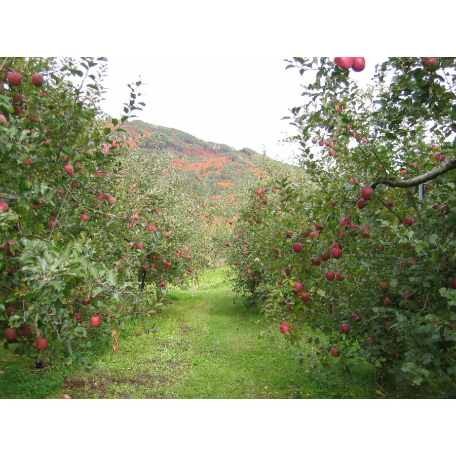 【もったいない！を食べよう】飛騨産りんご　ふじ　4.5kg