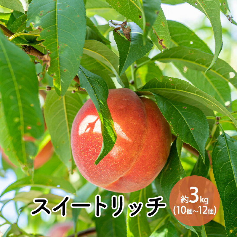 【ふるさと納税】スイートリッチ約3kg（10個～12個） 　お届け：2025年8月上旬～8月中旬まで
