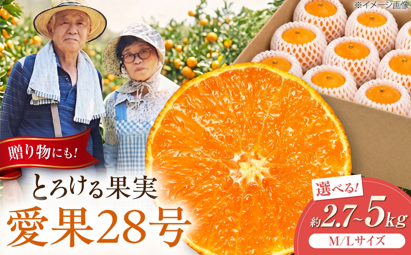 
                  【選べる容量】みかん 愛果28号 約2.7kg or 約5kg M-Lサイズ【12月上旬から2月下旬まで順次発送】 / フルーツ 果物 蜜柑 ミカン オレンジ 甘い 先行予約 約 3kg 愛媛 愛果28号 プルプル 薄皮 果汁 柑橘 甘み 酸味少ない 愛媛産 旬 お取り寄せ 贈答 フルーツギフト 果物 プレゼント ギフト 人気 おすすめ / 愛媛県砥部町/西岡さん家のみかん園 [BJBG001]
                