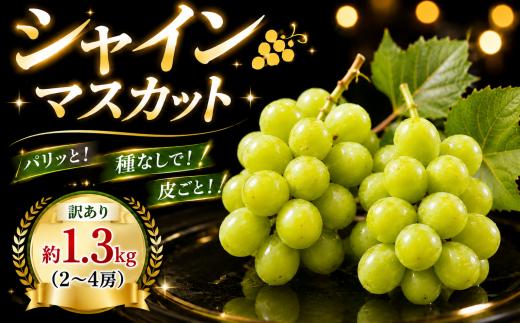 シャインマスカット 約 1.3kg (2～4房) マスカット ぶどう ますかっと 果物 フルーツ 先行予約 ブドウ 葡萄 訳あり 訳有り 訳有 訳アリ 数量限定【8月下旬発送】しゃいんますかっと 香取ぶどう店 千葉県 香取市 KTB001