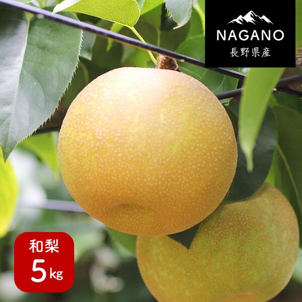 【ふるさと納税】梨 幸水か豊水（長野県産秀品） 5kg／8月下旬頃～9月中旬頃配送予定 // 長野県 南信州 ギフト 贈答 和梨 なし ナシ お取り寄せ 果物 フルーツ MS02