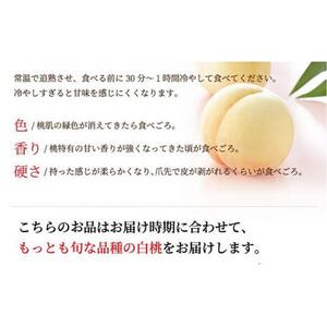 2026年  岡山   白 桃   エース4～8玉 約1.2kg JAおかやま（早生種・中生種） ｜ 桃
