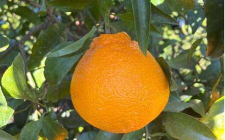 【訳あり】 不知火 2.5kg 柑橘 訳あり みかん 蜜柑 ミカン フルーツ 果物 くだもの 愛媛みかん 愛媛県産 【2026年2月下旬-3月下旬発送予定】【えひめの町（超）推し！（愛南町）】（568