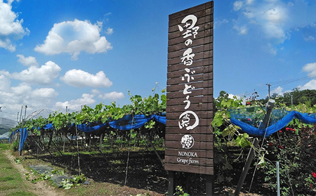 【2026年先行予約】 訳あり巨峰 約1.2kg（3~5房）株式会社野の香 | 訳あり巨峰 種あり