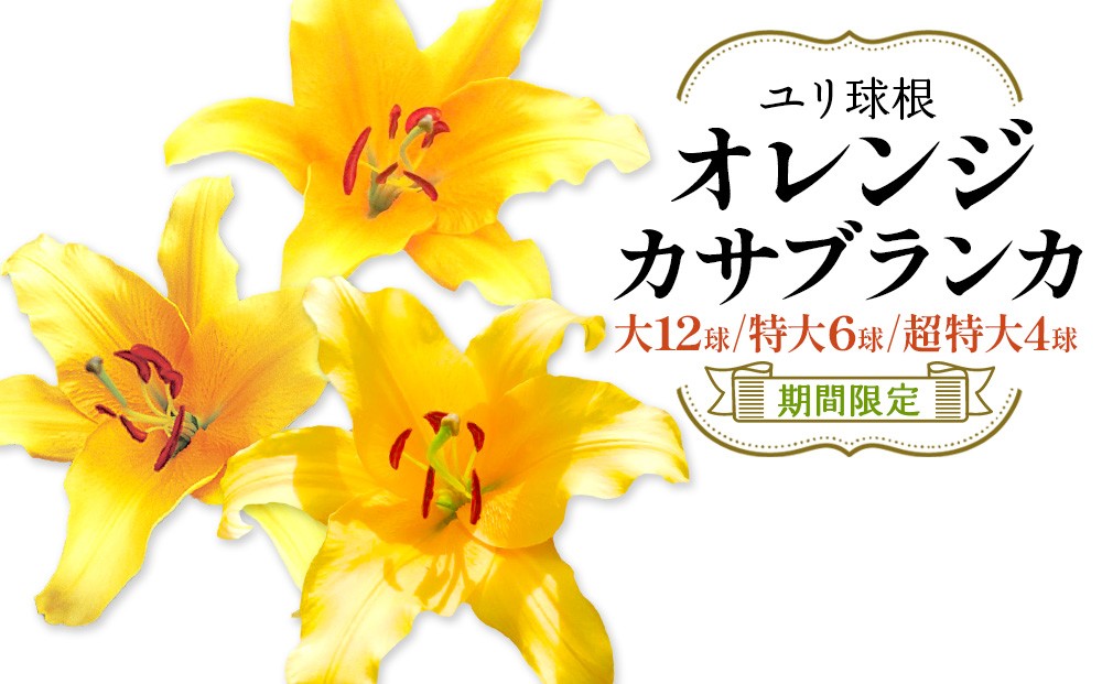 【大きさ選べる】【期間限定】ユリ球根　オレンジカサブランカ　大球12球　特大球6球　超特大球4球