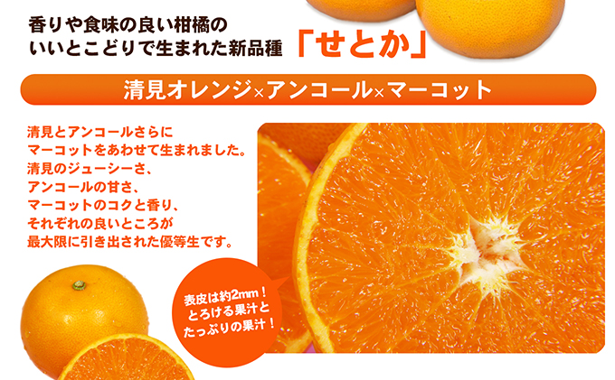 【数量限定 今季最終受付】愛媛県産せとか（ハウス）約2.7kg[50R0846] 【高島屋選定品】L～３Lサイズ 1月下旬頃～順次発送＜旬 化粧箱 ギフト 高級 甘い みかん    フルーツ＞[No.