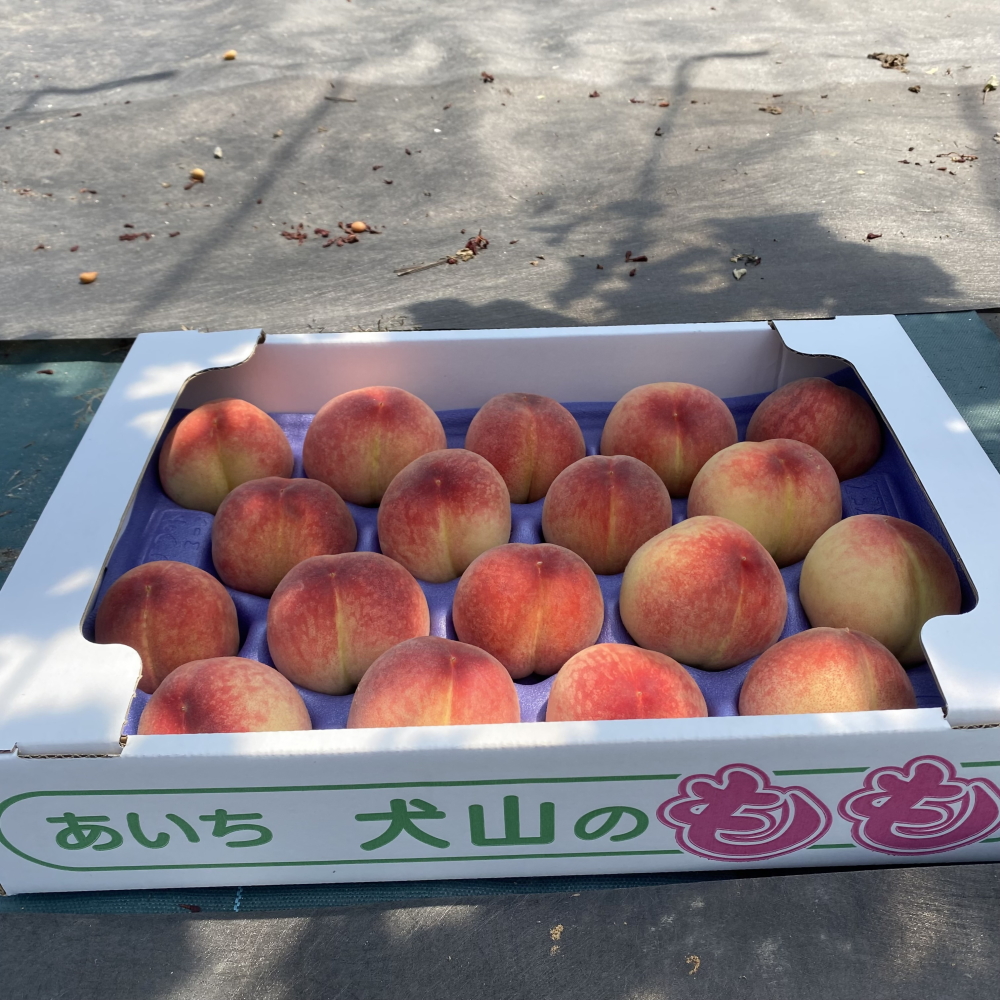 【2026年先行予約】犬山市楽田産 桃（さくひめ）3kg