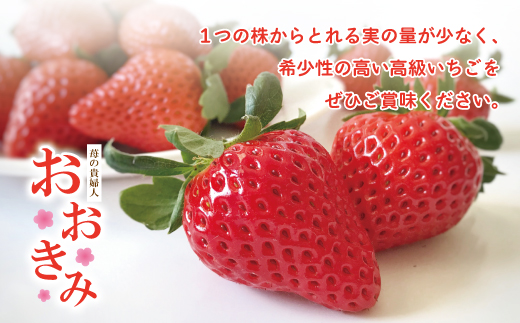 【 早期受付 数量限定 】 苺 の貴婦人 おおきみ 化粧箱 2箱 贈答 ギフト フルーツ 果物 いちご ストロベリー 高級 人気 大粒 プレミアム 限定品 高知県 高知 四万十市 四万十 しまんと お