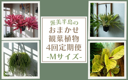 渥美半島のおまかせ観葉植物 Mサイズ 4回定期便　｜観葉植物 植物 グリーン インテリア インテリアグリーン 緑 おまかせ