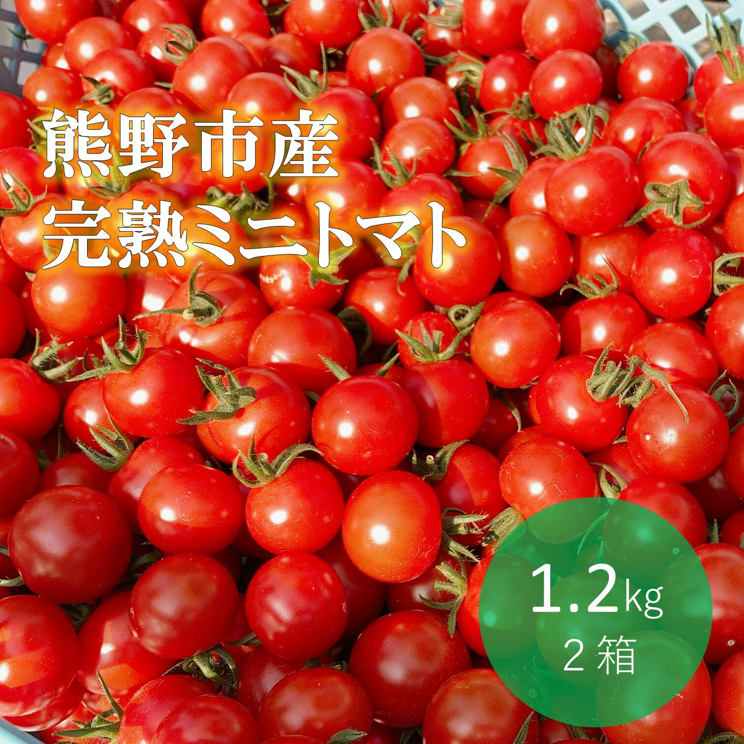 【ふるさと納税】【2025年12月以降配送】熊野薬草園 の ミニトマト（1.2kg×2箱） トマト プチトマト 冬限定 完熟トマト TY千果 野菜 甘い 旨味が濃い 熊野市