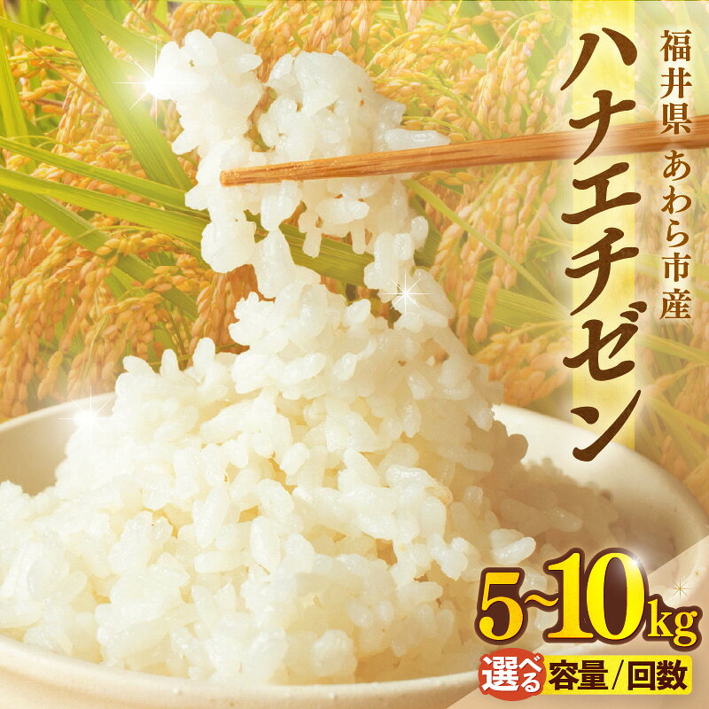 【ふるさと納税】【先行予約】【令和8年産】ハナエチゼン 精米 5kg 10kg 【選べる容量・定期便】（長谷川農園） / 北陸 福井県産 あわら市 ブランド米 白米 お米 コメ ※2026年10月より順次発送予定
