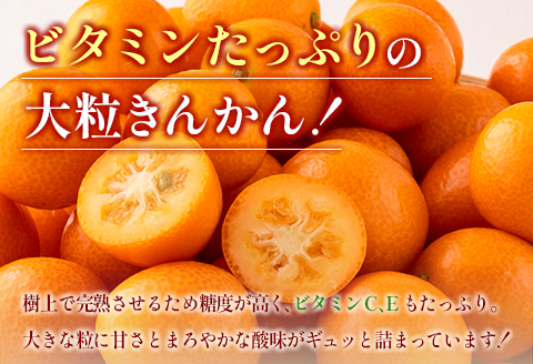 先行予約 数量限定 完熟きんかん たまたま 計1kg以上 (1kg×1箱) フルーツ 果物 くだもの 柑橘 金柑 国産 食品 期間限定 大粒 宮崎ブランド 希少 おすすめ デザート おやつ ギフト 贈