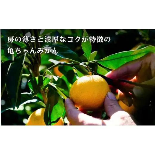 温州みかん 皮が薄い 甘み凝縮 約5kg 約50～60個 [先行予約 2026年11月中旬～発送] 瀬戸内 亀ちゃんみかん S～M玉 広島県 大崎上島町 国産 濃厚 果物 フルーツ ギフト 家庭用 送