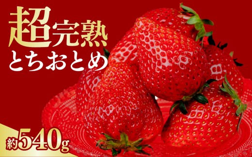 いちご 選手権金賞農園の 厳選&完熟&朝摘み とちおとめ  レギュラーサイズ 約270g×2パック 合計約540g【1月中旬以降発送】 | いちご イチゴ 苺 とちおとめ 第1回いちご選手権金賞 ブランドいちご ストロベリー 完熟 甘い あまい 果物 フルーツ くだもの 旬 産地直送 栃木県産 鈴木ファーム 栃木県 茂木町