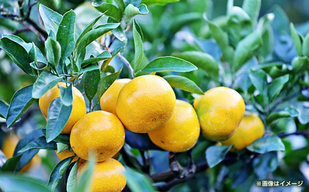 早生みかん　約4.5㎏ 【くまふる】[ZBG082]