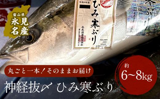 
ひみ寒ぶり朝どれ1本【6～8kg】（神経抜〆）【半七】※配送地域限定 ｜富山湾 氷見 氷見漁港 寒ブリ １本 天然鰤 天然 鮮魚 ブリ 産地直送 期間限定
