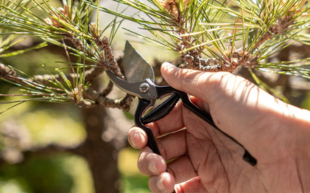 剪定バサミ Makino Edition 牧野富太郎 数量限定 剪定鋏 ハサミ ツヴィリング 三条製 燕三条 園芸用品 【038S014】