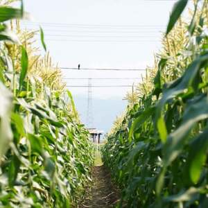【山梨県南部町産】朝採れゴールドラッシュ10本【配送不可地域:離島】【1663448】