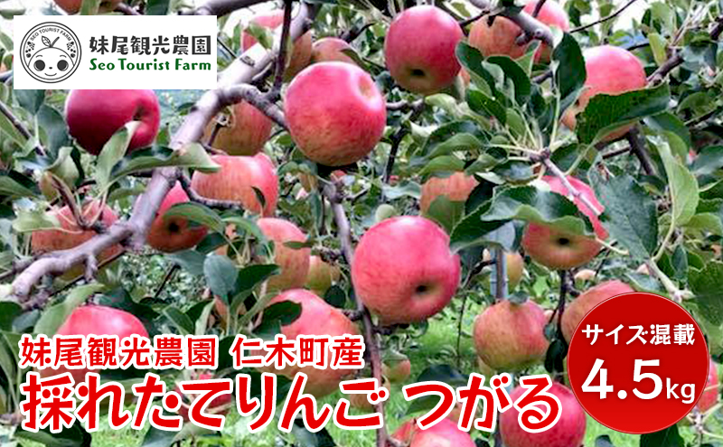 [先行受付/2025年] 仁木町の採れたてりんご「つがる」4.5kg（15～18玉）サイズ混載 北海道 仁木 果物 くだもの フルーツ リンゴ 林檎 果物類 ジューシー [フルーツショップ妹尾観光農園]