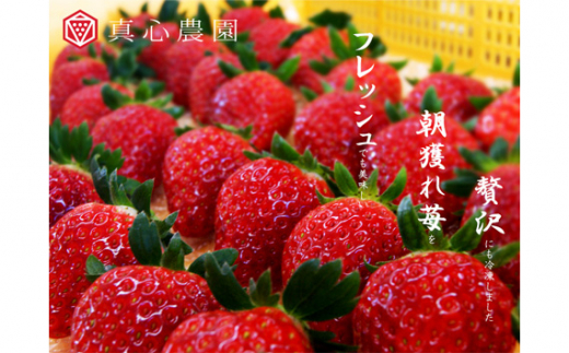 冷凍いちご あまりん 1kg1袋 まなこころ |  いちご イチゴ 苺 大容量 おやつ デザート 冷凍果物 あまい 真心農園 フレッシュ 高品質 ギフト プレゼント 果物  旬 フルーツ 国産 埼玉県