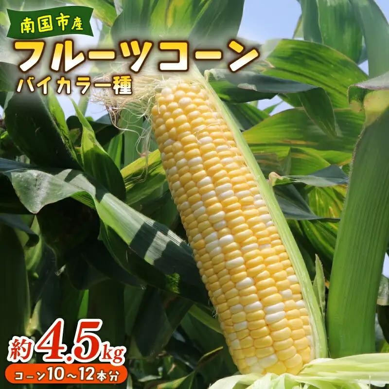 【2026年先行予約 / 数量限定 とうもろこし】 フルーツコーン バイカラー種 10～12本 とうもろこし
