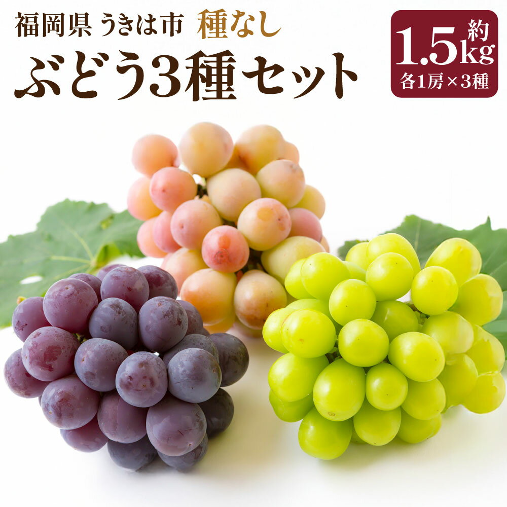 【ふるさと納税】【先行予約】中村柿ぶどう園 種なしぶどう3種セット 各1房×3種 （約1.5kg） 【2026年7月下旬～9月上旬より順次発送予定】 種なし 朝採り ぶどう 葡萄 フルーツ 果実 果物 冷蔵 送料無料 福岡県 うきは市