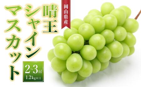 ぶどう［2024年先行予約］晴王 シャインマスカット 2房～3房（1.2kg以上）岡山県産 [No.5220-1165]