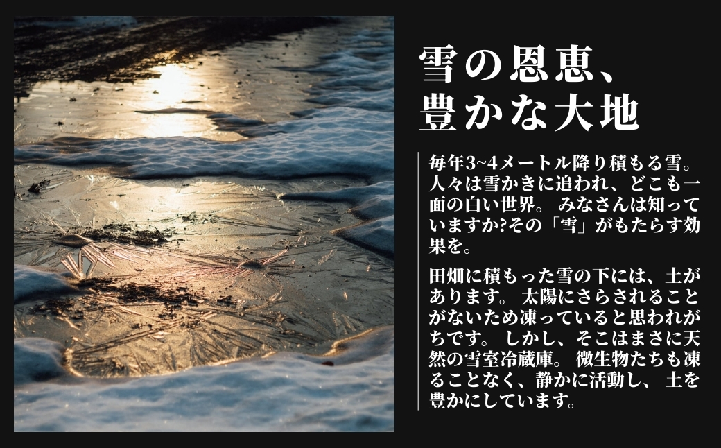 【令和8年産先行予約】魚沼産  特別栽培米 コシヒカリ「ゆきやまと」20kg (5kg×4袋) ※節減対象農薬当地比5割減 ※東京米スターセレクション金賞受賞 127537-007