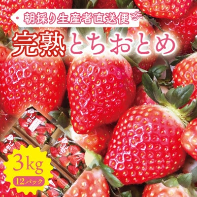 
＜完熟とちおとめ 3kg＞糖度15度以上の宮城県産いちご 約250g×12パック 置き並べ【1464379】
