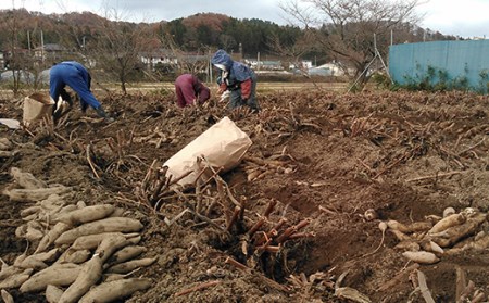 甘い！特別栽培で作った天栄ヤーコン 約2kg F21T-114