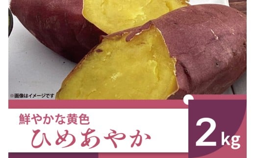 【2025年11月より順次発送】2025年度産 鮮やかな黄色のさつまいも ひめあやか 約2kg｜さつまいも サツマイモ さつま芋 芋 お芋 ひめあやか 先行予約 渋谷農園 人気 送料無料 茨城県 行方市(BZ-52)