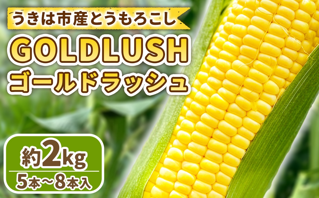 
                  【先行予約】とうもろこし ゴールドラッシュ 5本～8本入 （ 約2kg ） フルーツコーン 甘い 野菜 トウモロコシ 冷蔵 【 2027年5月下旬～6月下旬発送予定 】
                