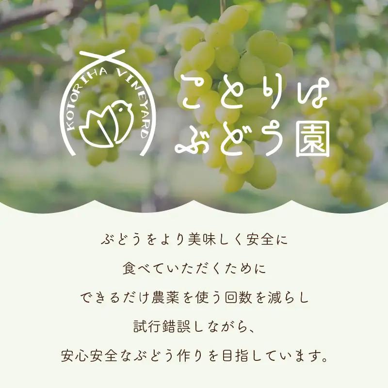 ぶどうジェラート 10個入【065D-020】