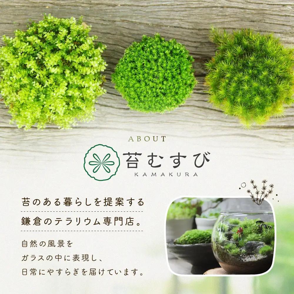【渓流編】苔テラリウム制作キット（ツール付き）