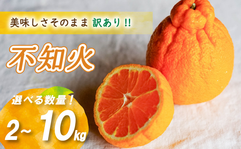 
            【4月上旬より発送】 訳あり不知火 2kg/5kg/10kg | 数量選択可 みかん ミカン 蜜柑 柑橘 数量限定 愛媛県産 松山市 中島 愛媛 ふるさと納税
          