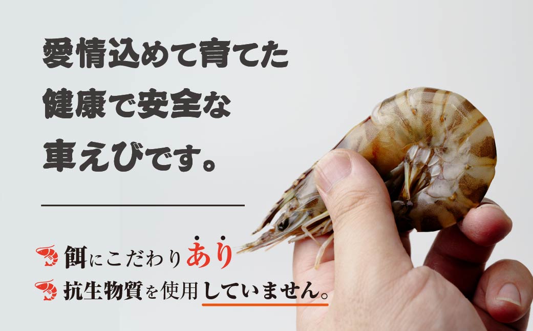 急速冷凍活きな車えび【有頭5～6尾(約170g)】【無頭8～10尾(約140g)】各1袋セット【配送不可地域：離島】