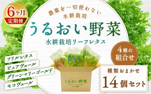 【定期1ヶ月毎6回】水耕栽培 リーフレタス「うるおい野菜」14個セット 野菜 フリルレタス ピュアヴェール グリーンマリーゴールド モコヴェール 定期便 セット 福岡県 北九州市