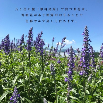 信州 八ヶ岳の麓から贈るドライフラワー花束 M(ホワイト＆グリーン)
