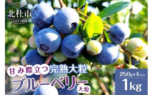 【2026年先行予約】7月～8月発送 甘み際立つ、完熟大粒ブルーベリー 1kg（250g×4パック）　ラビットアイ・ブルーベリー 甘い フルーツ くだもの 冷蔵 期間限定 7月～8月発送 山梨県 北杜市
