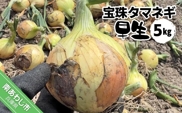 
                  宝珠タマネギ　早生　５キロ　★５月下旬から発送
                