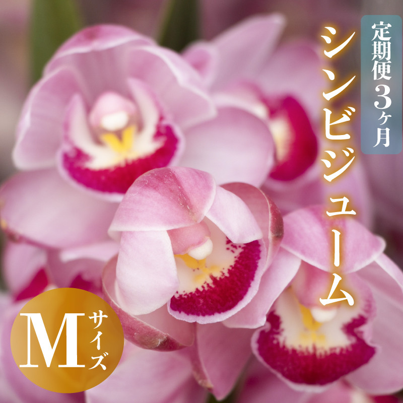 
【12月から発送】【定期便3ヶ月】シンビジューム 切り花 Mサイズ お花 花 はな フラワー ブーケ 花束 インテリア 鑑賞 洋ラン 鉢 栽培 園芸 ガーデニング 早期予約 KN7000
