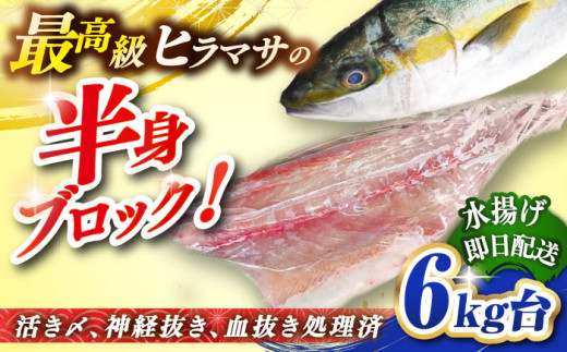 壱岐島産天然ヒラマサ（6キロ台・半身ブロック） 《壱岐市》【壱岐島　玄海屋】[JBS087] ヒラマサ 魚 刺身 煮物 カルパッチョ お寿司  50000 50000円