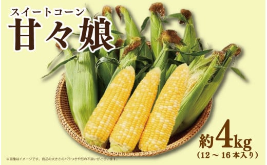 先行予約 とうもろこし スイートコーン 甘々娘 4kg 2026年発送分 コーン 野菜 やさい 新鮮 サラダ 醤油 バター 砂糖 茹でとうもろこし 焼きもろこし 天ぷら スープ コーンスープ かんかんむすめ カンカン娘 BBQ 焼き肉 アウトドア キャンプ 特産品 産地直送 徳島県 吉野川市