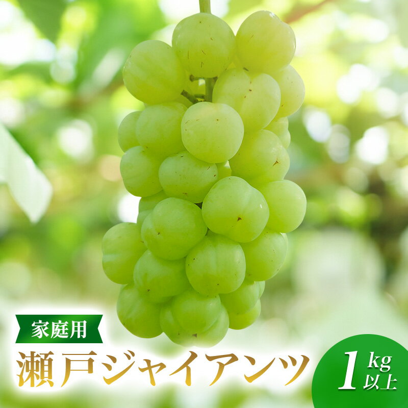 【ふるさと納税】家庭用瀬戸ジャイアンツ1kg以上　果物 ぶどう 葡萄 マスカット フルーツ 大粒 種なし 長野県 駒ケ根市　お届け：2026年10月上旬～10月下旬